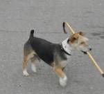 el perrito amaestrado