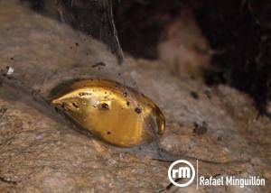 Pepita de oro -foto; Rafael Minguillón -BTTersMallorca.