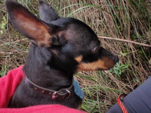 La perrita Fosca, espeleóloga