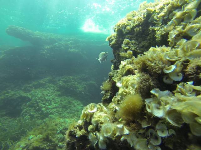 es Pontasset, (de  Buceo KarajaSub)