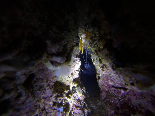 sa Dragonera y  pecio Cisne II  (Foto karajaSub)