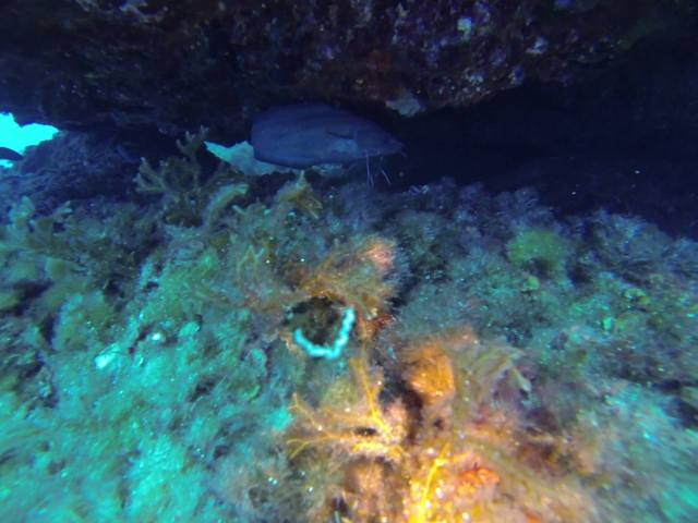 sa Dragonera y  pecio Cisne II  (Foto karajaSub)