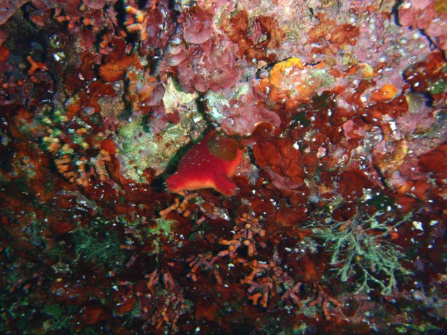 subacuática. Cova des Fonoll Marí 