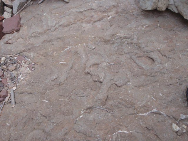 fucoida: heces pepino de mar