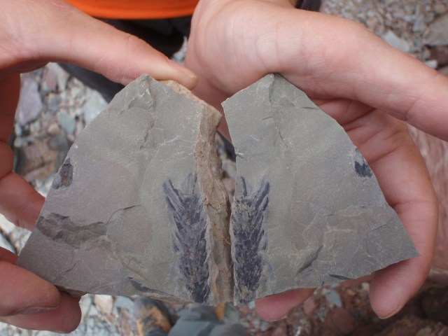 el fósil de una hoja