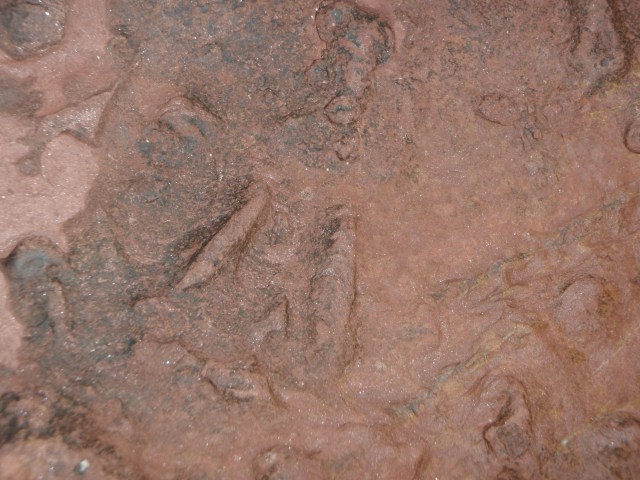 un plano más próximo de la huella de dinosaurio