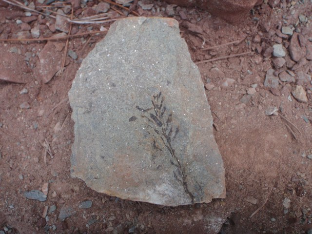 Visita geológica estellenc