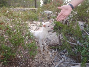 Avenc del Puig Caragoler -320m Abismo