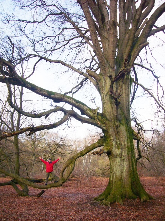 Reserva Natural de Urwald (Sababurg). 