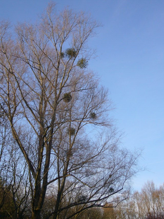 eso de ahí arriba es Muérdago