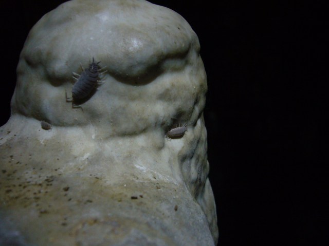 cova des coloms, Génova