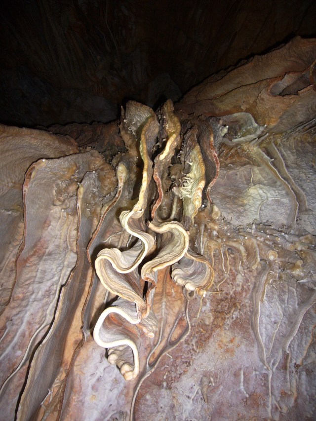 cova des coloms, Génova