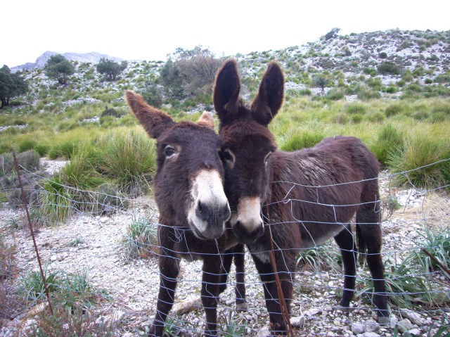 Excursión Gorg Blau a Cornador Gran