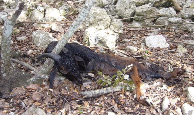 pas d´en Terreta, Maristella, Esporlas