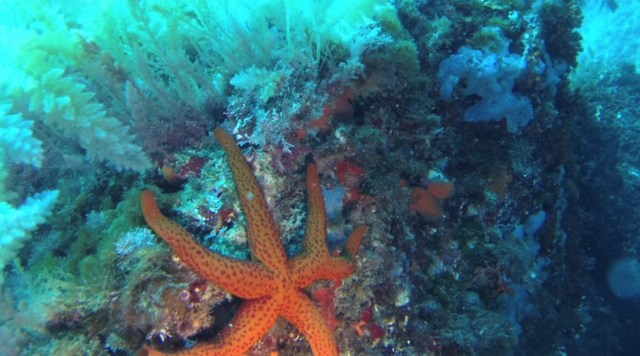 Fíjate en el número de patas.