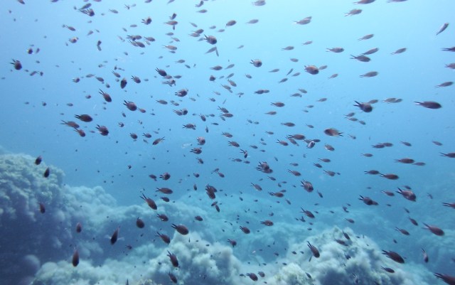 Buceo Mallorca. S´Illot foto:Rafael Minguillón BTTersMallorca
