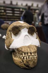 Un cráneo de 'Homo naledi' encontrado cerca de Johannesburgo