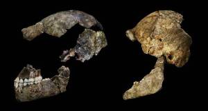 cráneo Homo Naledi