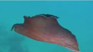 Liebre de mar BTTersMALLORCA